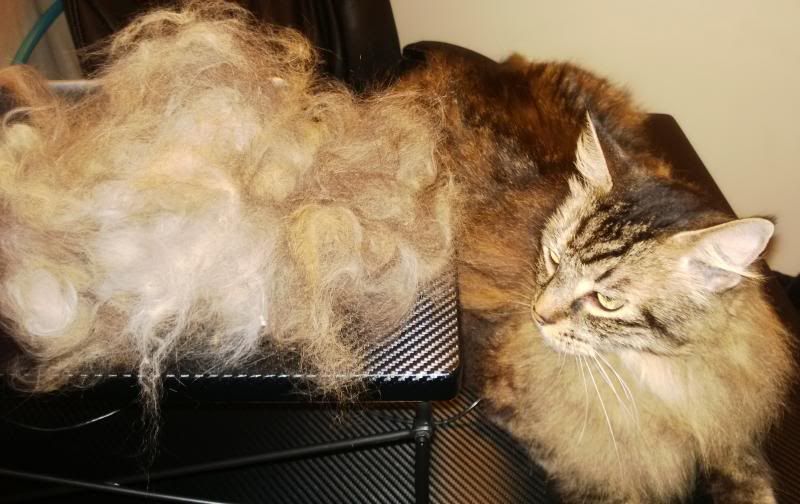 Haute Whimsy Cat Grooming with the FURminator